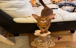 Abyssinian cats for sale: Abyssinian kittens looking for their new home - Image 22