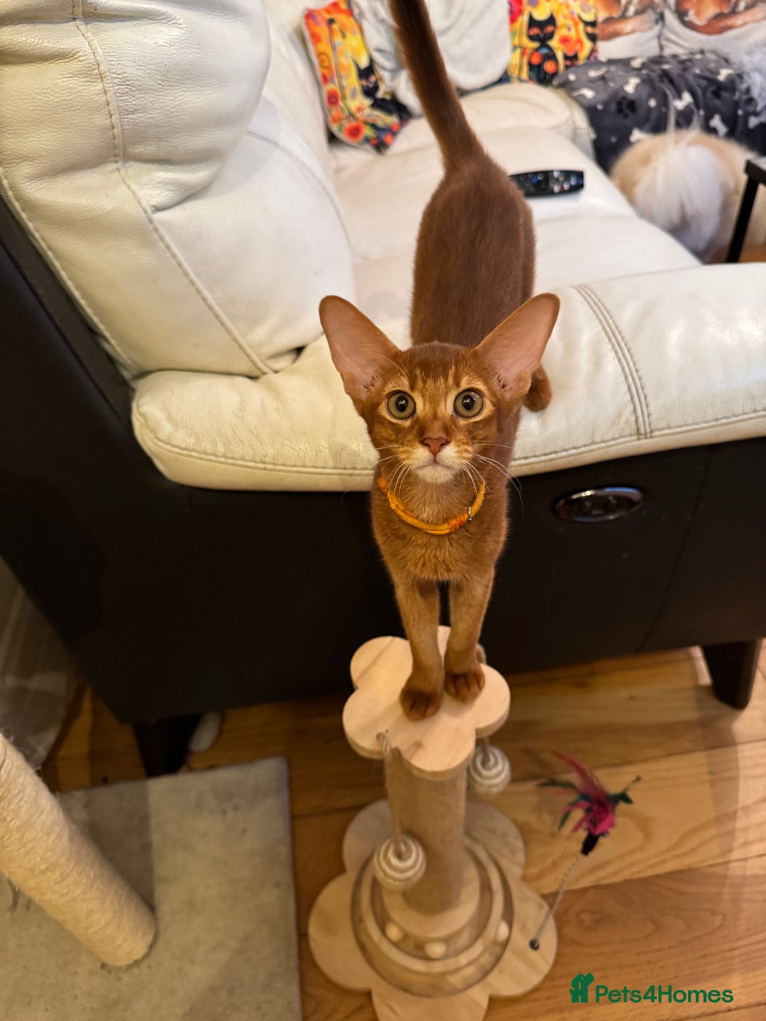 Abyssinian cats for sale: Abyssinian kittens looking for their new home - Image 22