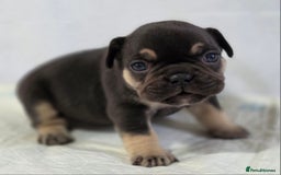 French Bulldog dogs for sale: TOP QUALITY KC REG FRENCHIES AVAILABLE  - Image 17