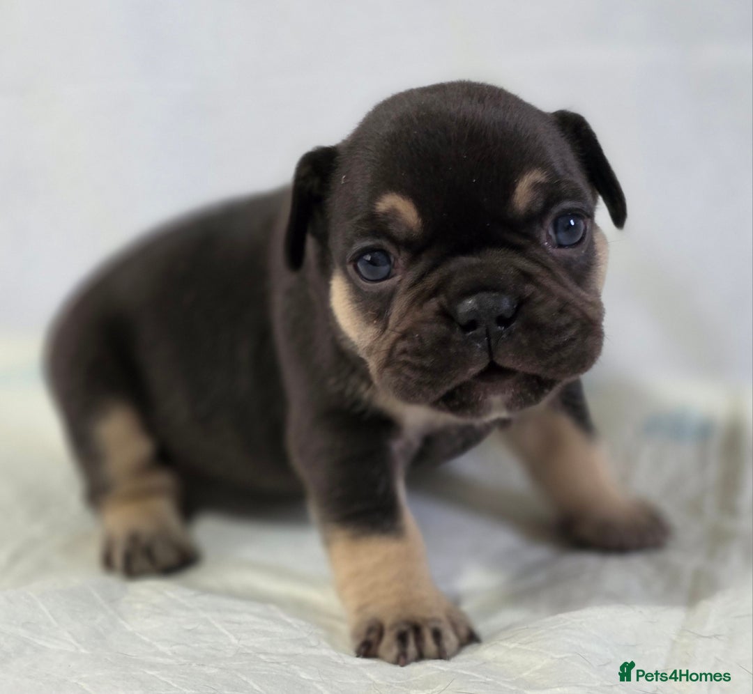French Bulldog dogs for sale: TOP QUALITY KC REG FRENCHIES AVAILABLE  - Image 17