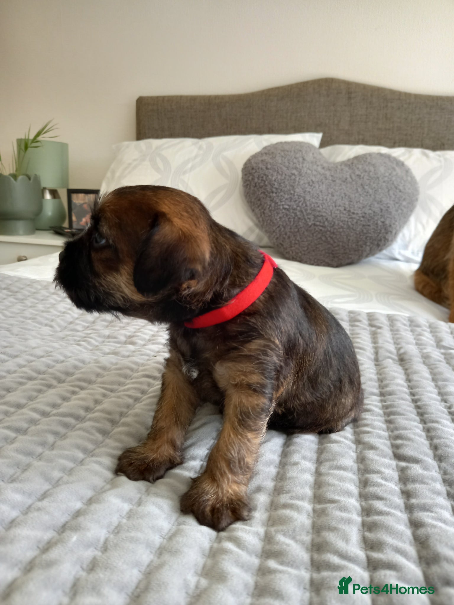 Border Terrier dogs Kc Show Quality Puppies  - Advert 10