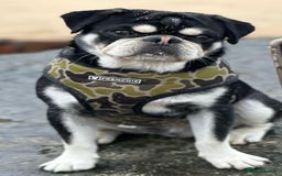 Pug dogs for stud: Igloo - husky coat pug 🩵 limited time offer in Sudbury - Image 1