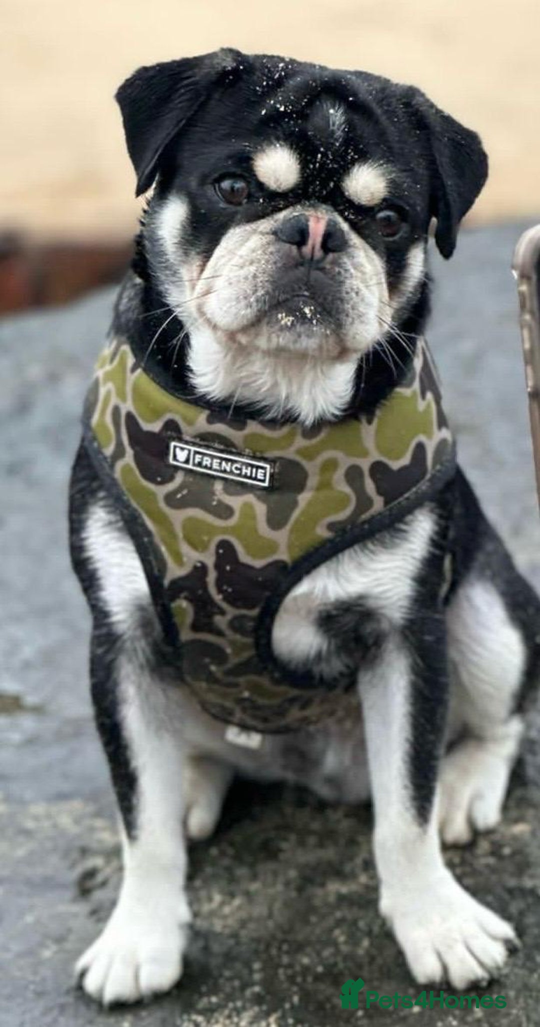 Pug dogs for stud: Igloo - husky coat pug 🩵 limited time offer in Sudbury - Image 1