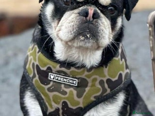 Pug dogs in Sudbury - Advert 1