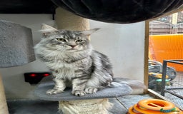 Maine Coon cats for sale: Pedigree TICA Registered Maine Coon Kittens - Image 35