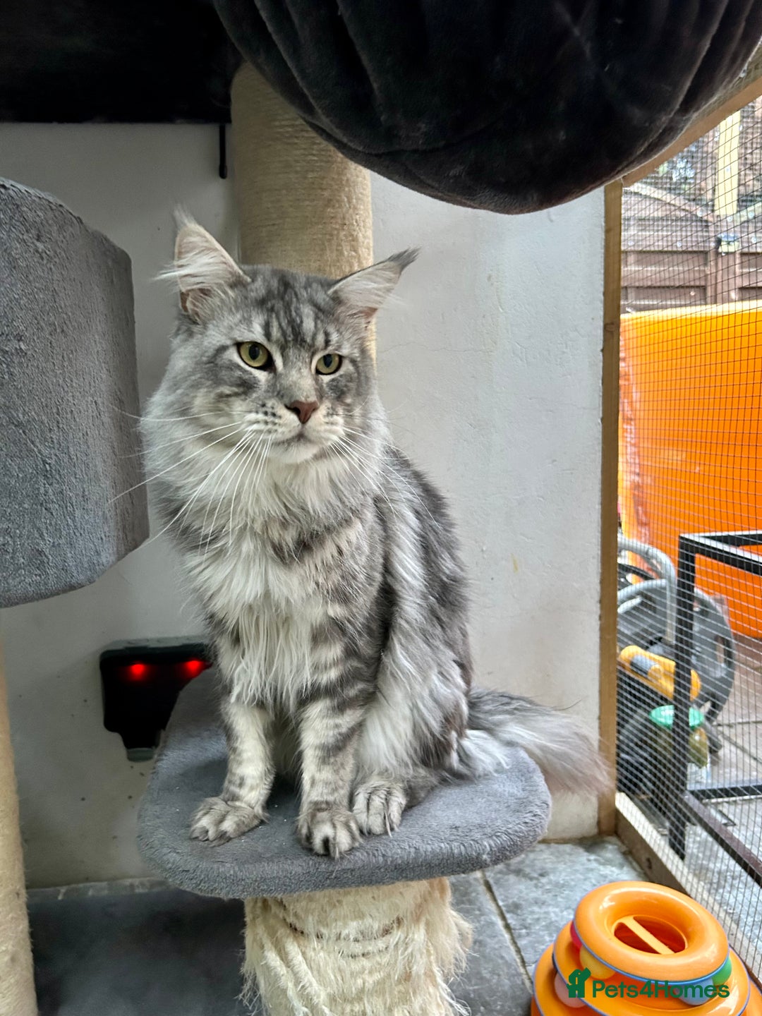 Maine Coon cats for sale: Pedigree TICA Registered Maine Coon Kittens - Image 35