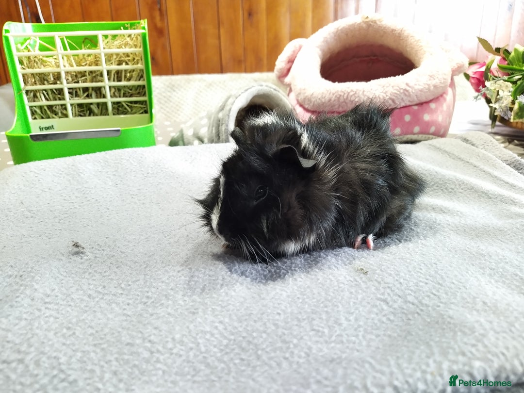Guinea Pig rodents for sale: Five gorgeous male guinea pigs different breeds in Milnthorpe - Image 18