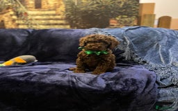 Cockapoo dogs for sale: Chocolate Cockapoo Puppies for Sale - Image 13