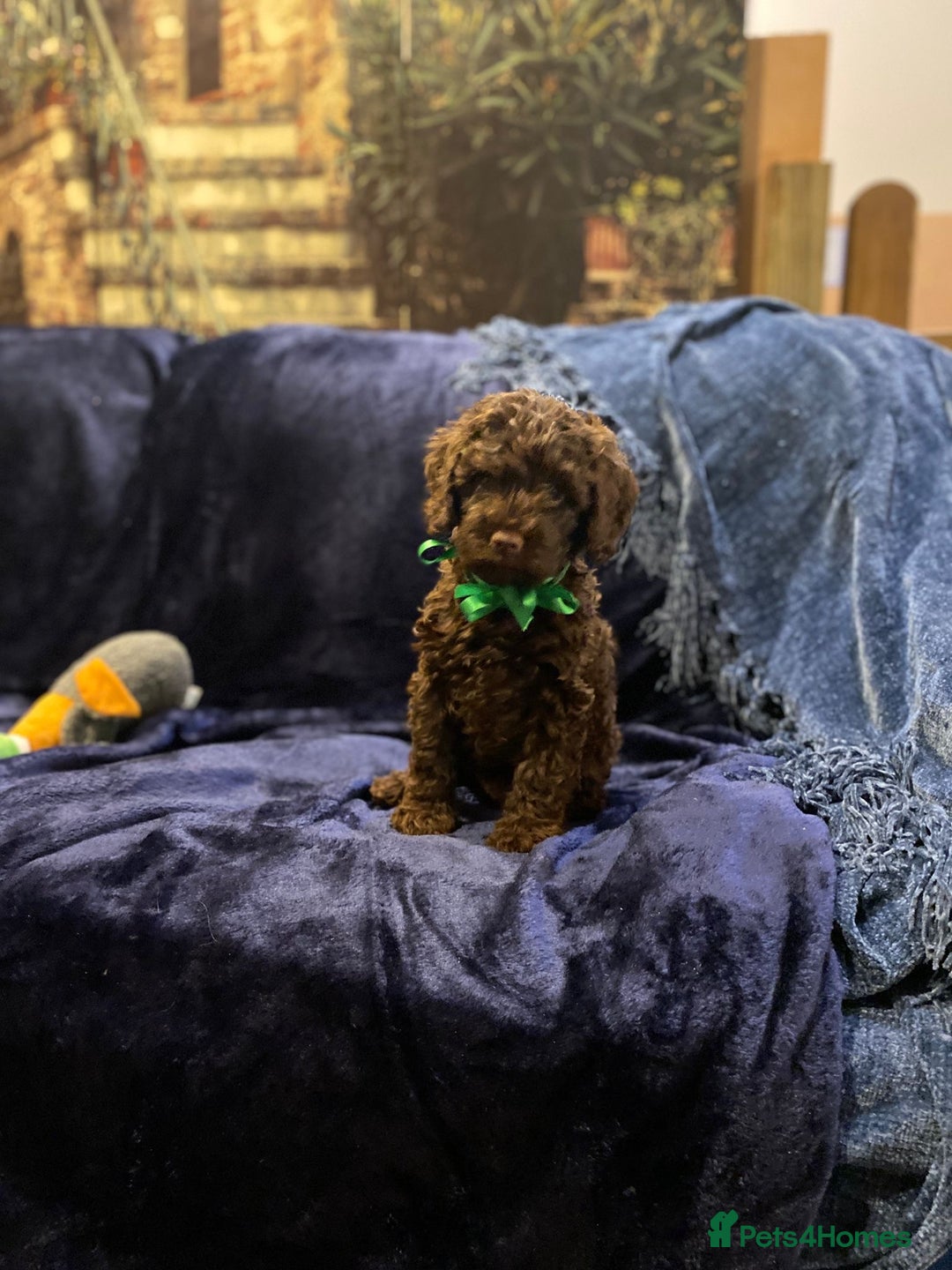Cockapoo dogs for sale: Chocolate Cockapoo Puppies for Sale - Image 13