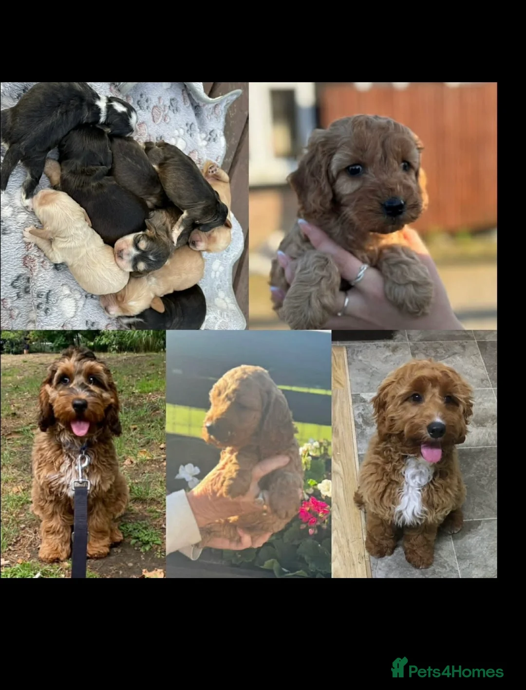 Cockapoo dogs for sale: COCKERPOO PUPS FROM 5 STAR LICENSED HOME BREEDER - Advert 12