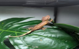 Gecko reptiles for sale: 3 gekos  - Image 4