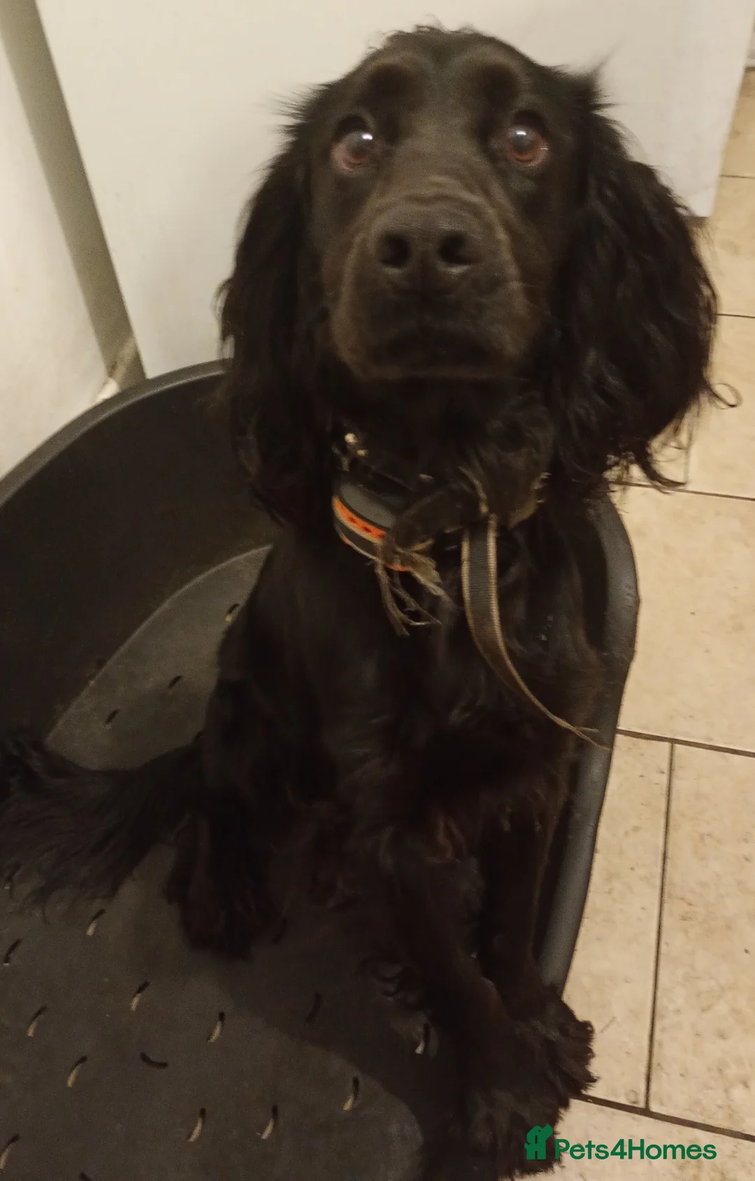 Cocker Spaniel dogs for sale: Cocker spaniel in Wrexham - Advert 2