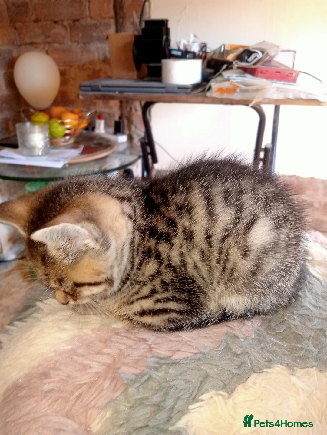 Mixed Breed cats for sale: BENGAL X BRITISH SHORTHAIR - Advert 7