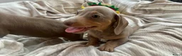Miniature Dachshund dogs for sale: Miniature Dutch hound puppies - Advert 7