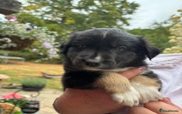 Border Collie dogs for sale: Beautiful border collie X puppies  - Image 4