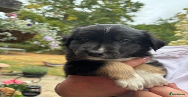 Border Collie dogs - Advert 5