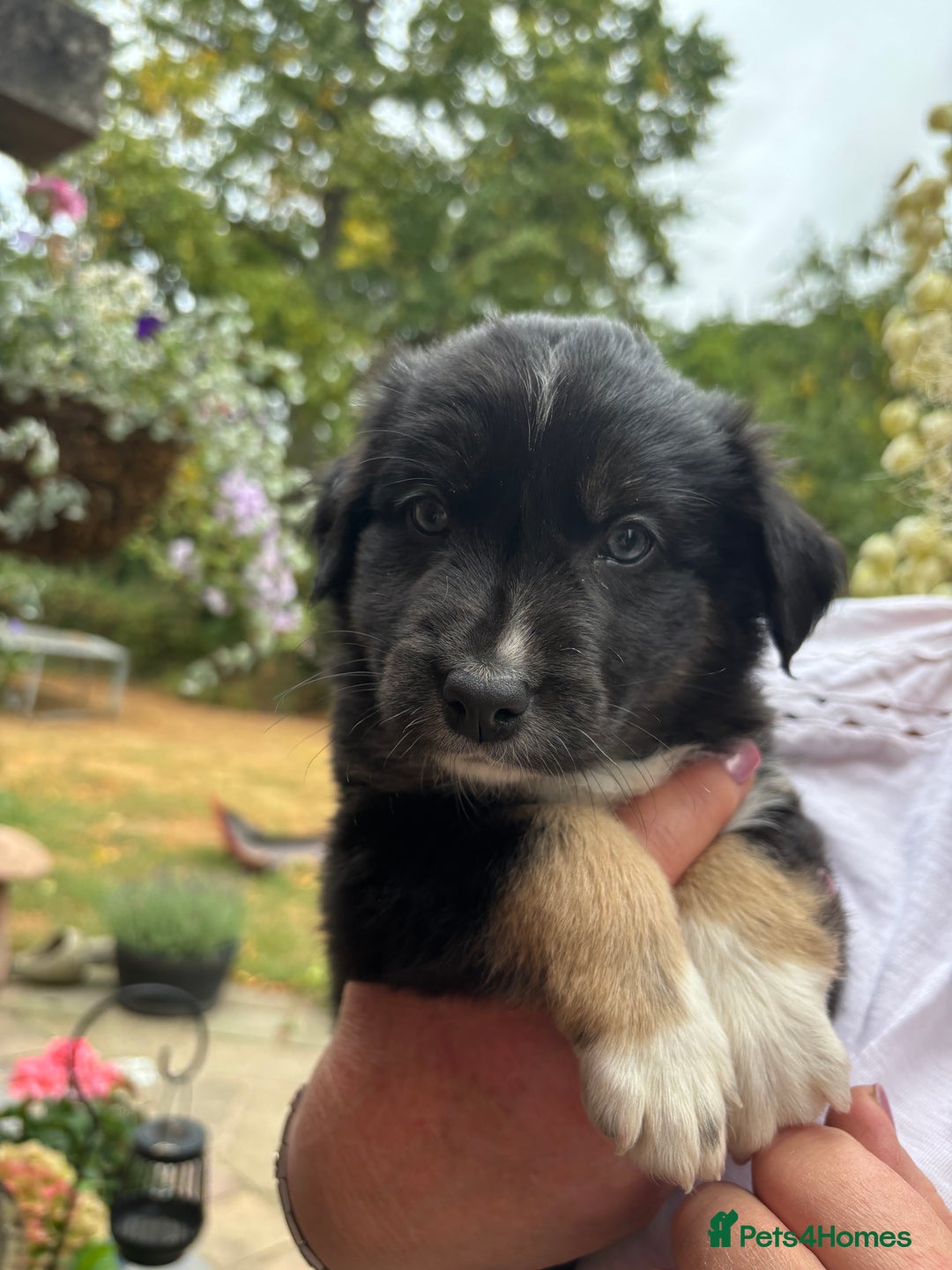 Border Collie dogs for sale: Beautiful border collie X puppies  - Image 4