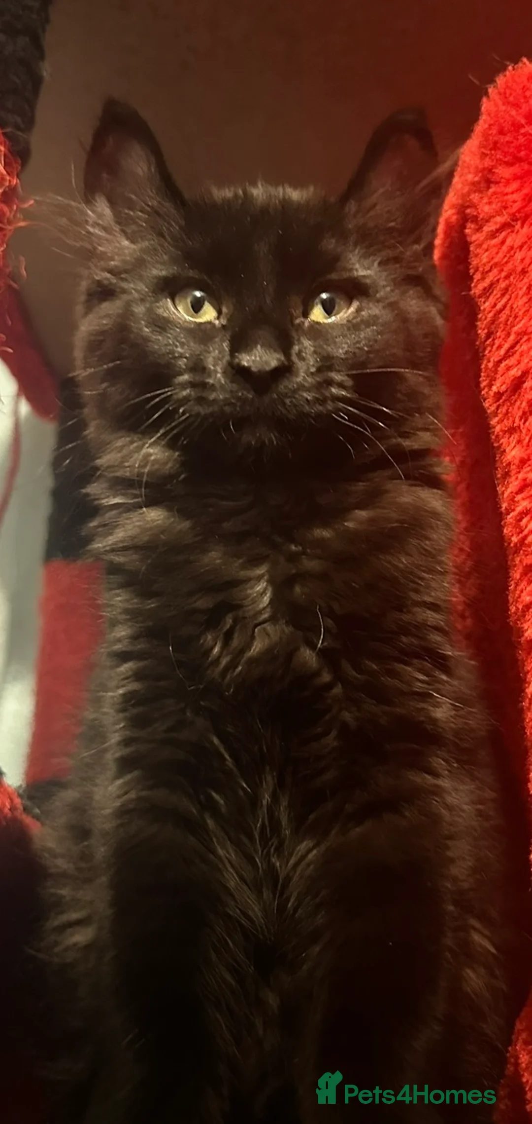 Mixed Breed cats for sale: Price lowered for handsome boy  - Advert 3