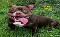 American Bully dogs for sale: ABKC Pocket Bully pups for sale!  - Image 11