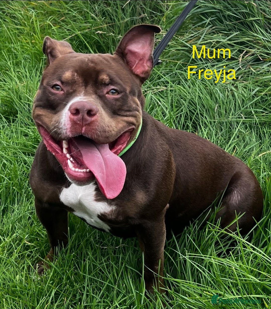 American Bully dogs for sale: ABKC Pocket Bully pups for sale!  - Image 11