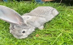 Continental Giant rabbits for sale: Continental Giant Female – 3 Months Old  - Image 4