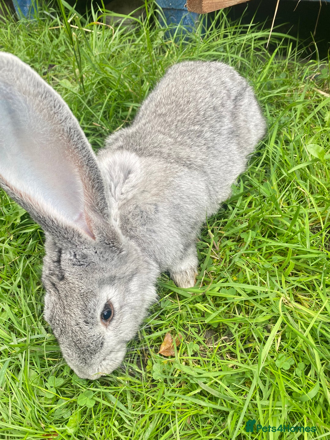 Continental Giant rabbits for sale: Continental Giant Female – 3 Months Old  - Image 4