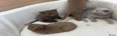 British Shorthair 4