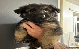 German Shepherd dogs for sale: German shepherd  - Image 10