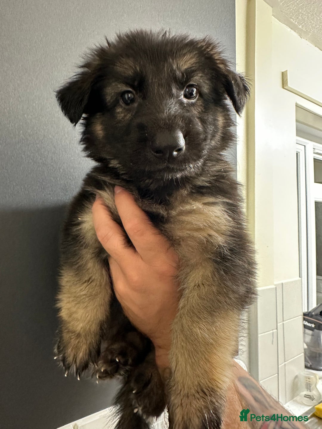 German Shepherd dogs for sale: German shepherd  - Image 10