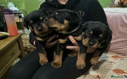 Rottweiler dogs for sale: Beautiful Rottweiler puppies  - Image 5