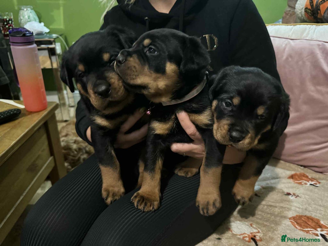 Rottweiler dogs for sale: Beautiful Rottweiler puppies  - Image 5