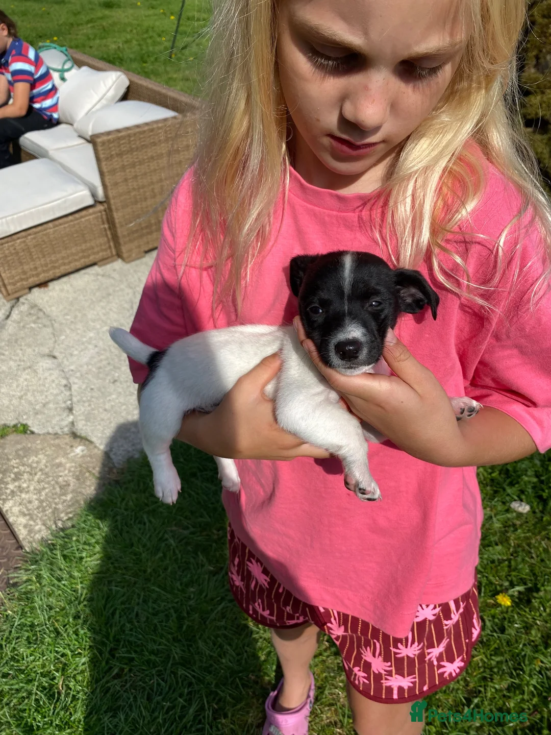Jack Russell dogs for sale: Jack Russell  - Advert 2