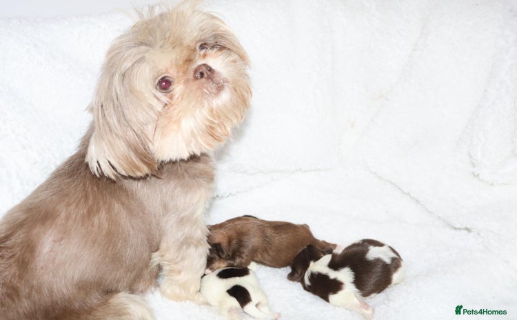 Shih Tzu dogs ✨ULTIMATE DNA Imperial’s now available✨ - Advert 14