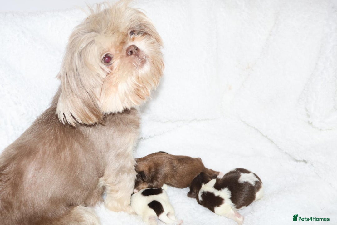 Shih Tzu dogs for sale: ✨ULTIMATE DNA Imperial’s now available✨ - Advert 4