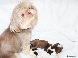 Shih Tzu dogs ✨ULTIMATE DNA Imperial’s now available✨ - Advert 3