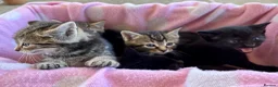 Domestic Shorthair cats for sale: 5 beautiful Kittens for sale - Advert 7