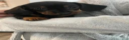 Miniature Dachshund dogs for sale: Miniature Dachshund puppies 🐶  - Advert 15