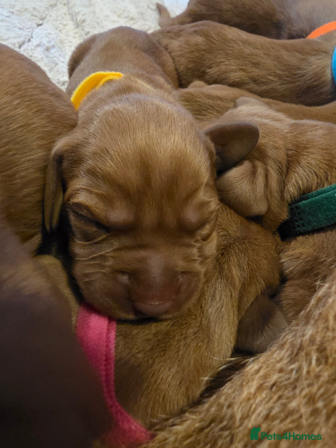 Mixed Breed dogs for sale: Hungarian vizsla cross cocker spaniel puppies - Advert 13