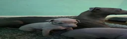 Italian Greyhound dogs for sale: Beautiful Italian Greyhound Puppies - Advert 6