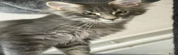 Maine Coon cats for sale: Mainecoone kitten  in Telford - Advert 5