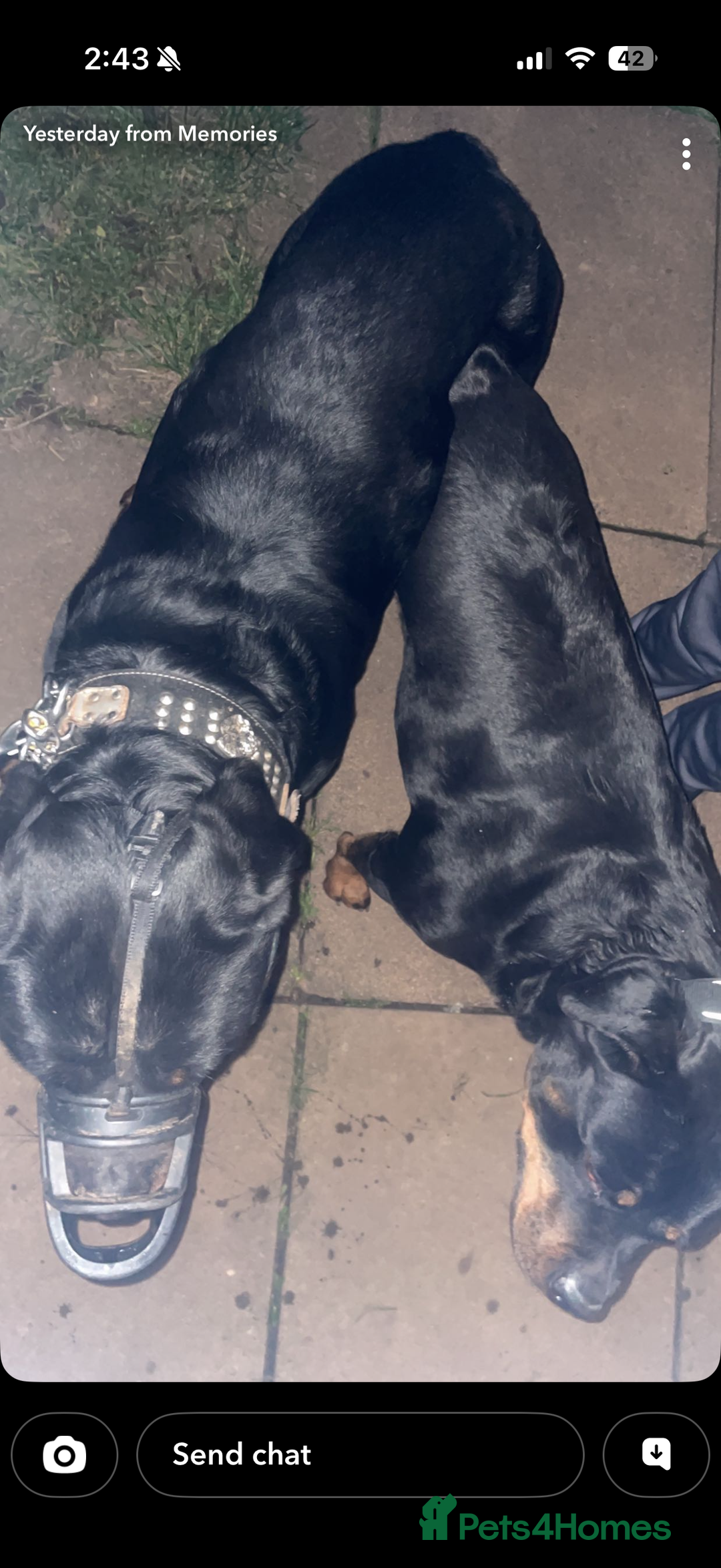 Rottweiler dogs for stud: Rottweiler stud  - Advert 5