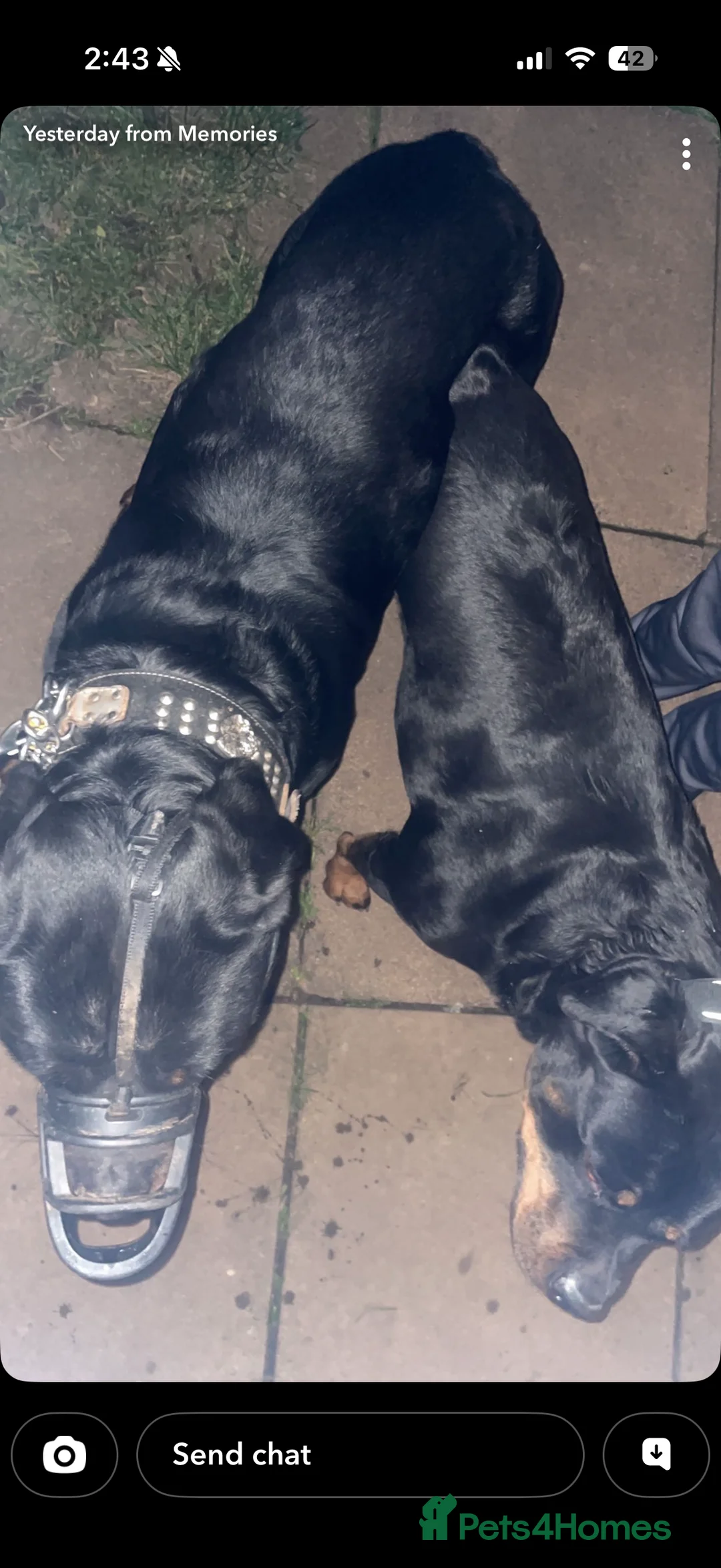 Rottweiler dogs for stud: Rottweiler stud  - Advert 6