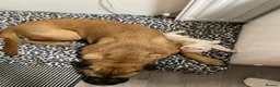 Bullmastiff dogs for sale: 5 year old bullmastiff  - Advert 4