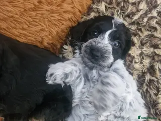 Cockapoo dogs 1 remaining miniature cockapoo puppy. - Advert 6