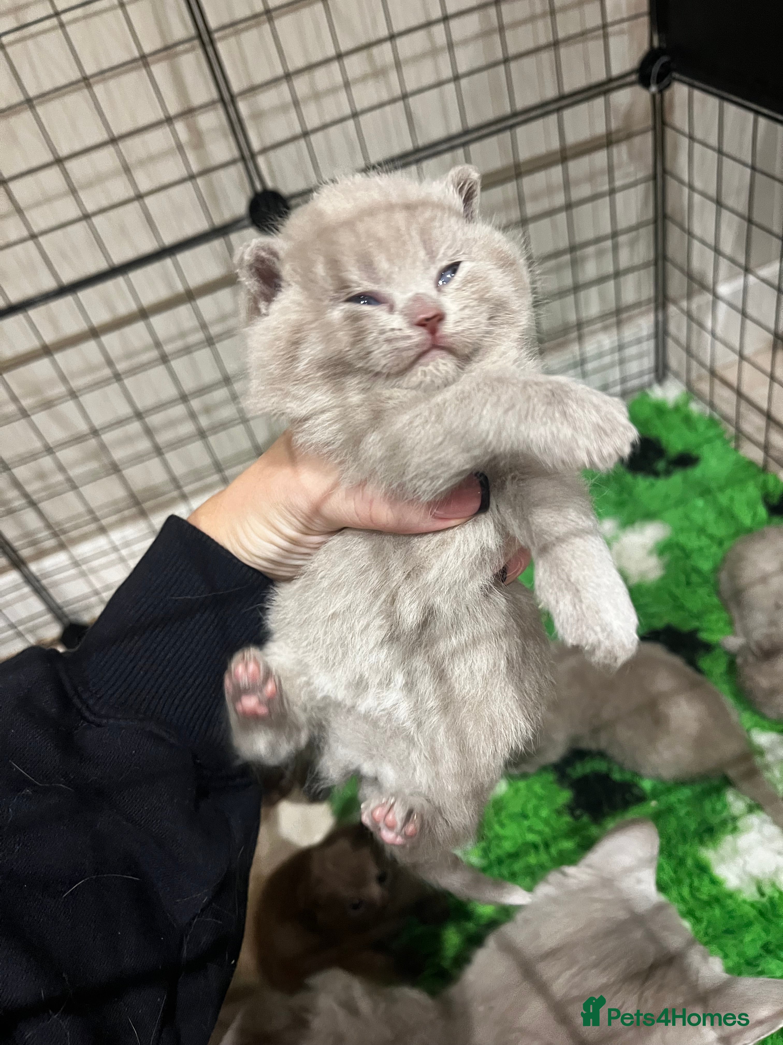 British Shorthair cats 🏆 Just 2 lilac boys left*** 🏆 - Advert 15