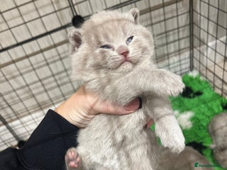 British Shorthair cats 🏆 Just 2 lilac boys left*** 🏆 - Advert 12