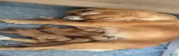 Cocker Spaniel dogs for sale: Stunning Working Cocker Spaniel Puppies - Advert 3