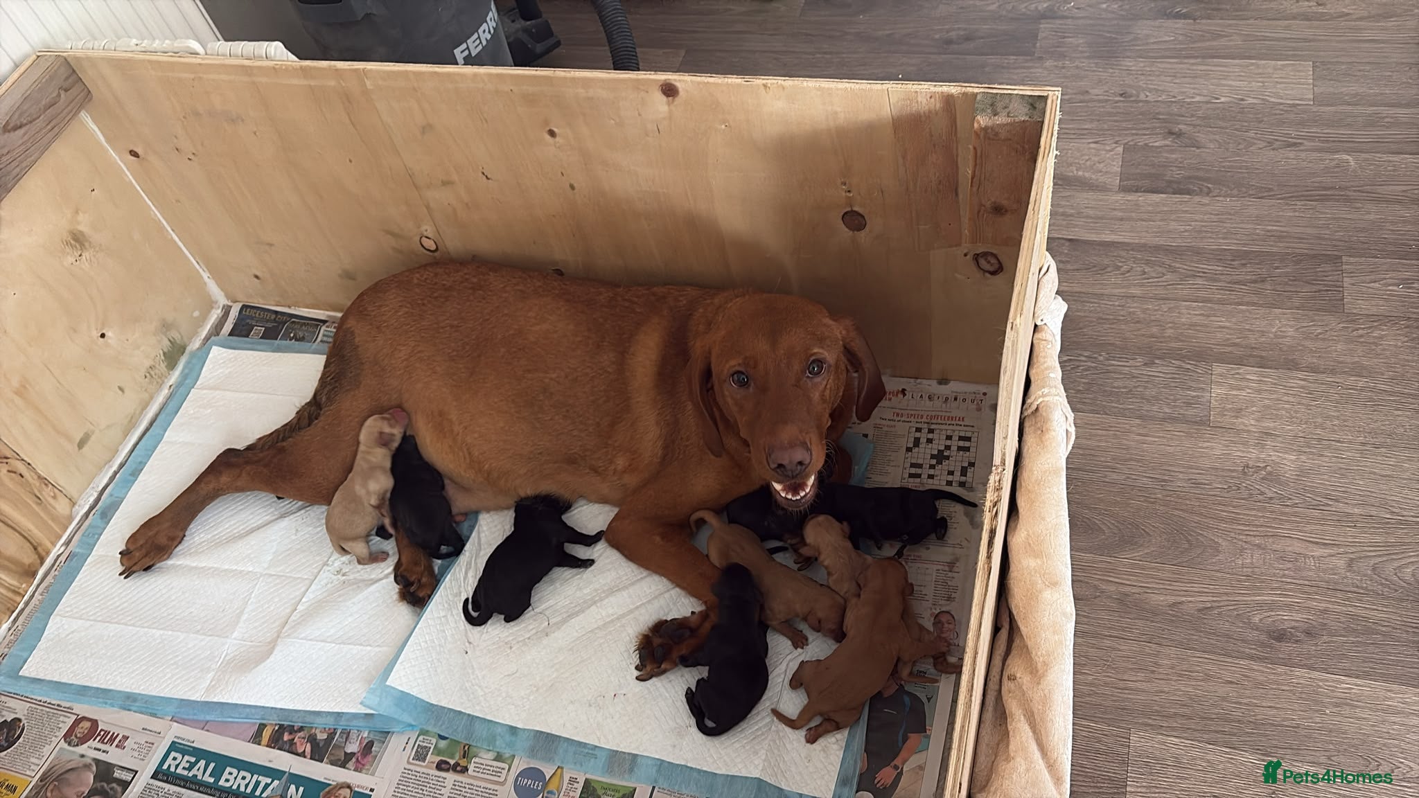 Labrador Retriever dogs 10 Labrador Puppies Mixed Colours - Advert 3