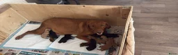 Labrador Retriever dogs for sale: 10 Labrador Puppies Mixed Colours - Advert 1