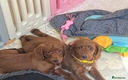 Goldendoodle dogs for sale: Top Quality Goldendoodle x Australian labradoodle  in Brough - Image 11